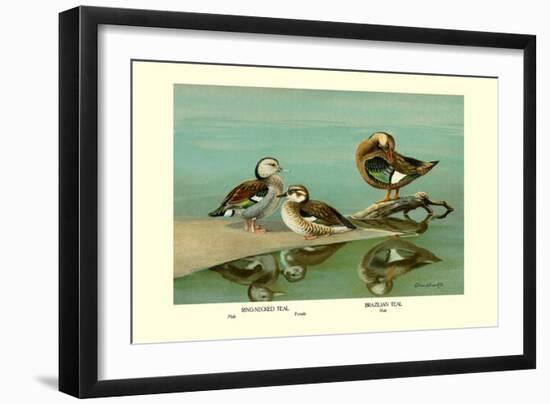 Ring-Necked and Brazilian Teals-Allan Brooks-Framed Art Print