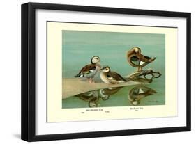 Ring-Necked and Brazilian Teals-Allan Brooks-Framed Art Print