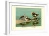 Ring-Necked and Brazilian Teals-Allan Brooks-Framed Art Print