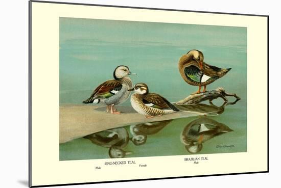 Ring-Necked and Brazilian Teals-Allan Brooks-Mounted Art Print
