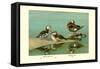Ring-Necked and Brazilian Teals-Allan Brooks-Framed Stretched Canvas