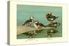 Ring-Necked and Brazilian Teals-Allan Brooks-Stretched Canvas