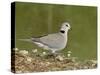 Ring-Necked Dove (Cape Turtle Dove) (Half-Collared Dove), (Streptopelia Capicola), Serengeti Nation-James Hager-Stretched Canvas