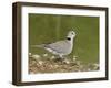 Ring-Necked Dove (Cape Turtle Dove) (Half-Collared Dove), (Streptopelia Capicola), Serengeti Nation-James Hager-Framed Photographic Print