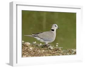 Ring-Necked Dove (Cape Turtle Dove) (Half-Collared Dove), (Streptopelia Capicola), Serengeti Nation-James Hager-Framed Photographic Print
