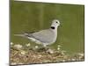 Ring-Necked Dove (Cape Turtle Dove) (Half-Collared Dove), (Streptopelia Capicola), Serengeti Nation-James Hager-Mounted Photographic Print