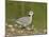 Ring-Necked Dove (Cape Turtle Dove) (Half-Collared Dove), (Streptopelia Capicola), Serengeti Nation-James Hager-Mounted Photographic Print