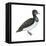 Ring-Necked Duck (Aythya Collaris), Birds-Encyclopaedia Britannica-Framed Stretched Canvas