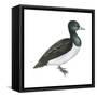 Ring-Necked Duck (Aythya Collaris), Birds-Encyclopaedia Britannica-Framed Stretched Canvas