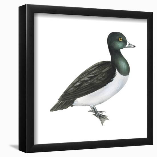 Ring-Necked Duck (Aythya Collaris), Birds-Encyclopaedia Britannica-Framed Poster