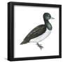 Ring-Necked Duck (Aythya Collaris), Birds-Encyclopaedia Britannica-Framed Poster