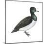 Ring-Necked Duck (Aythya Collaris), Birds-Encyclopaedia Britannica-Mounted Poster