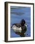 Ring-necked Duck, Aythya collaris, New Mexico-Maresa Pryor-Framed Photographic Print