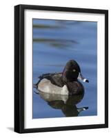 Ring-necked Duck, Aythya collaris, New Mexico-Maresa Pryor-Framed Photographic Print