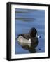 Ring-necked Duck, Aythya collaris, New Mexico-Maresa Pryor-Framed Photographic Print