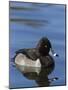 Ring-necked Duck, Aythya collaris, New Mexico-Maresa Pryor-Mounted Photographic Print