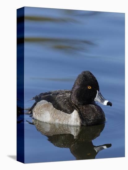 Ring-necked Duck, Aythya collaris, New Mexico-Maresa Pryor-Stretched Canvas