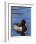 Ring-necked Duck, Aythya collaris, New Mexico-Maresa Pryor-Framed Photographic Print