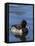 Ring-necked Duck, Aythya collaris, New Mexico-Maresa Pryor-Framed Stretched Canvas