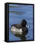 Ring-necked Duck, Aythya collaris, New Mexico-Maresa Pryor-Framed Stretched Canvas