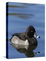 Ring-necked Duck, Aythya collaris, New Mexico-Maresa Pryor-Stretched Canvas