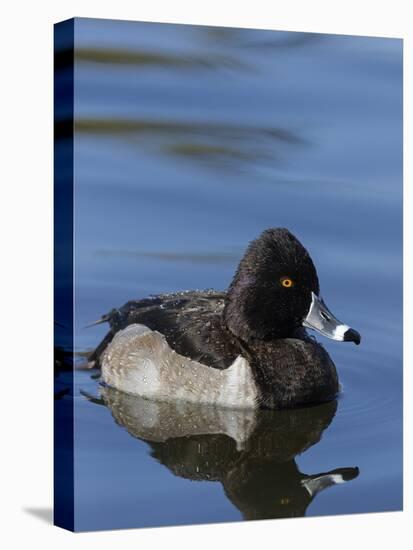 Ring-necked Duck, Aythya collaris, New Mexico-Maresa Pryor-Stretched Canvas