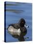 Ring-necked Duck, Aythya collaris, New Mexico-Maresa Pryor-Stretched Canvas