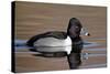 Ring-Necked Duck (Aythya Collaris) Swimming, Clark County, Nevada, Usa-James Hager-Stretched Canvas