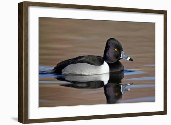 Ring-Necked Duck (Aythya Collaris) Swimming, Clark County, Nevada, Usa-James Hager-Framed Photographic Print
