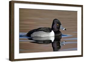 Ring-Necked Duck (Aythya Collaris) Swimming, Clark County, Nevada, Usa-James Hager-Framed Photographic Print