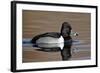 Ring-Necked Duck (Aythya Collaris) Swimming, Clark County, Nevada, Usa-James Hager-Framed Photographic Print