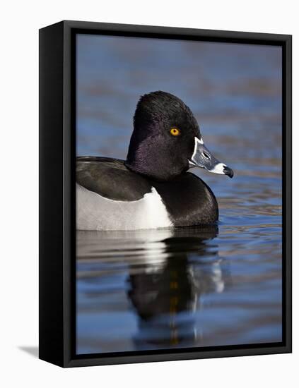 Ring-Necked Duck (Aythya Collaris) Swimming, Clark County, Nevada, Usa-James Hager-Framed Stretched Canvas