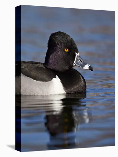 Ring-Necked Duck (Aythya Collaris) Swimming, Clark County, Nevada, Usa-James Hager-Stretched Canvas