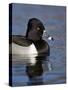 Ring-Necked Duck (Aythya Collaris) Swimming, Clark County, Nevada, Usa-James Hager-Stretched Canvas