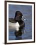 Ring-Necked Duck (Aythya Collaris) Swimming, Clark County, Nevada, Usa-James Hager-Framed Premium Photographic Print