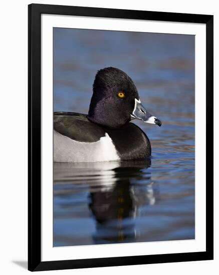 Ring-Necked Duck (Aythya Collaris) Swimming, Clark County, Nevada, Usa-James Hager-Framed Premium Photographic Print