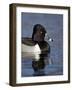 Ring-Necked Duck (Aythya Collaris) Swimming, Clark County, Nevada, Usa-James Hager-Framed Photographic Print