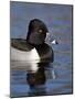 Ring-Necked Duck (Aythya Collaris) Swimming, Clark County, Nevada, Usa-James Hager-Mounted Photographic Print