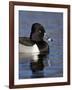 Ring-Necked Duck (Aythya Collaris) Swimming, Clark County, Nevada, Usa-James Hager-Framed Photographic Print