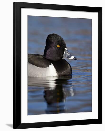 Ring-Necked Duck (Aythya Collaris) Swimming, Clark County, Nevada, Usa-James Hager-Framed Photographic Print