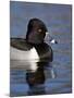 Ring-Necked Duck (Aythya Collaris) Swimming, Clark County, Nevada, Usa-James Hager-Mounted Photographic Print