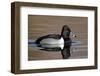 Ring-Necked Duck (Aythya Collaris) Swimming, Clark County, Nevada, Usa-James Hager-Framed Photographic Print