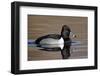 Ring-Necked Duck (Aythya Collaris) Swimming, Clark County, Nevada, Usa-James Hager-Framed Photographic Print