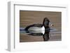 Ring-Necked Duck (Aythya Collaris) Swimming, Clark County, Nevada, Usa-James Hager-Framed Photographic Print