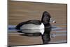 Ring-Necked Duck (Aythya Collaris) Swimming, Clark County, Nevada, Usa-James Hager-Mounted Photographic Print