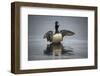 Ring-necked Duck flapping, Ridgefield NWR, Ridgefield, Washington, USA-Rick A. Brown-Framed Photographic Print