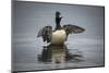 Ring-necked Duck flapping, Ridgefield NWR, Ridgefield, Washington, USA-Rick A. Brown-Mounted Photographic Print