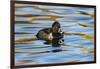 Ring-Necked Duck Male on Blue Water-Larry Ditto-Framed Photographic Print