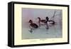 Ring-Necked Duck-Allan Brooks-Framed Stretched Canvas