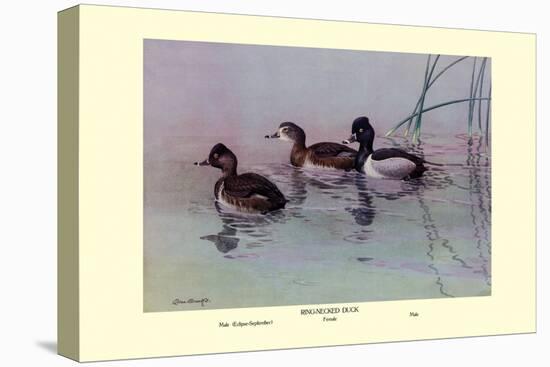 Ring-Necked Duck-Allan Brooks-Stretched Canvas